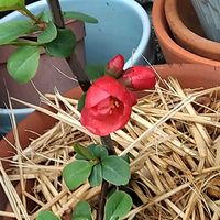 赤い花,挿し木,おうち園芸の画像