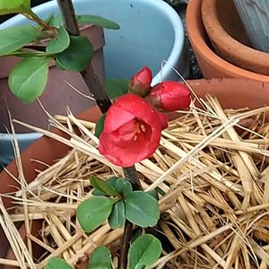 赤い花,挿し木,おうち園芸の画像