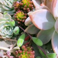 多肉植物,地植え多肉,たにくあそび。,多肉好きな人と繋がりたい,たにらーの画像