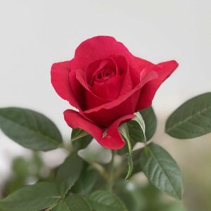 バラ,赤い花,２０２０年５月同期,テラスの画像