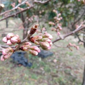 サクランボ,自家栽培の野菜達,植物と暮らす,病気？,庭木・花木の画像