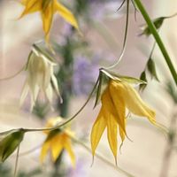 ローズマリー,メラスフェルラ,メラスフェルララモーサ,メラスフェルラ ラモーサ,花のある暮らしの画像