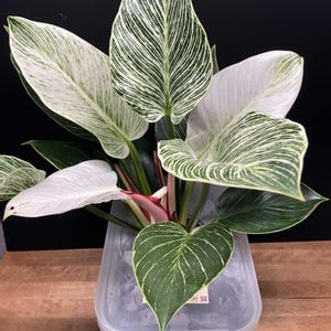 フィロデンドロン,フィロデンドロン・バーキン,観葉植物,ハイドロカルチャー,無印良品の画像