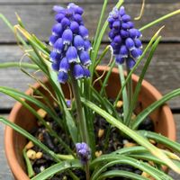 ムスカリ,鉢植え,開花,お花,ネコ好きの画像