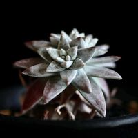 グリーニー,ダドレア グリーニー,多肉植物,ダドレア属,毎月16日は色の日の画像