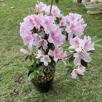 ツツジ,庭の画像