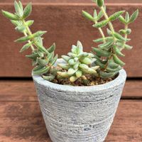 樹氷,銀揃,多肉植物,多肉寄せ植えの画像