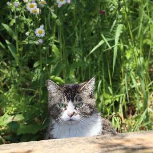 野葡萄さんのアイコン