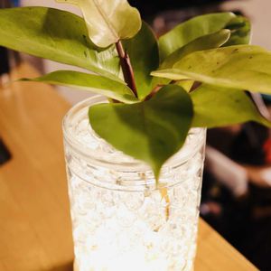 フィロデンドロン,観葉植物,ハイドロカルチャー,水耕栽培,ハイドロボールの画像