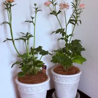 ラナンキュラス　ラックス,ラナンキュラス　ラックス　エリス,ラナンキュラス　ラックス　ヴィーナス,鉢植え,お花の画像
