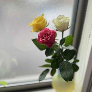 薔薇,花のある暮らしの画像