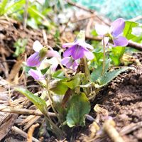 スミレ,スミレ,無農薬野菜,菌ちゃん農法,家庭菜園の画像