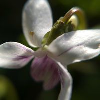 スミレ,スミレ,菫,菫,スミレ・菫・すみれの画像