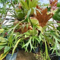 スイートアリッサム ,コウモリラン・ビカクシダ,ラナンキュラス　ラックス,ラナンキュラス　ラックス,今日のお花の画像