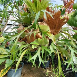 スイートアリッサム ,コウモリラン・ビカクシダ,ラナンキュラス　ラックス,ラナンキュラス　ラックス,今日のお花の画像