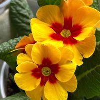 プリムラ ブルガリス,プリムローズ,花言葉,ビタミンカラー,黄色い花の画像