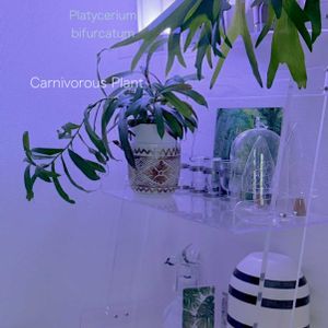 ネペンテス,コウモリラン・ビカクシダ,ウツボカズラ,オリーブの木,シダ植物の画像