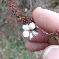 山野草,花木,自家栽培の野菜達,植物と暮らす,庭木・花木の画像