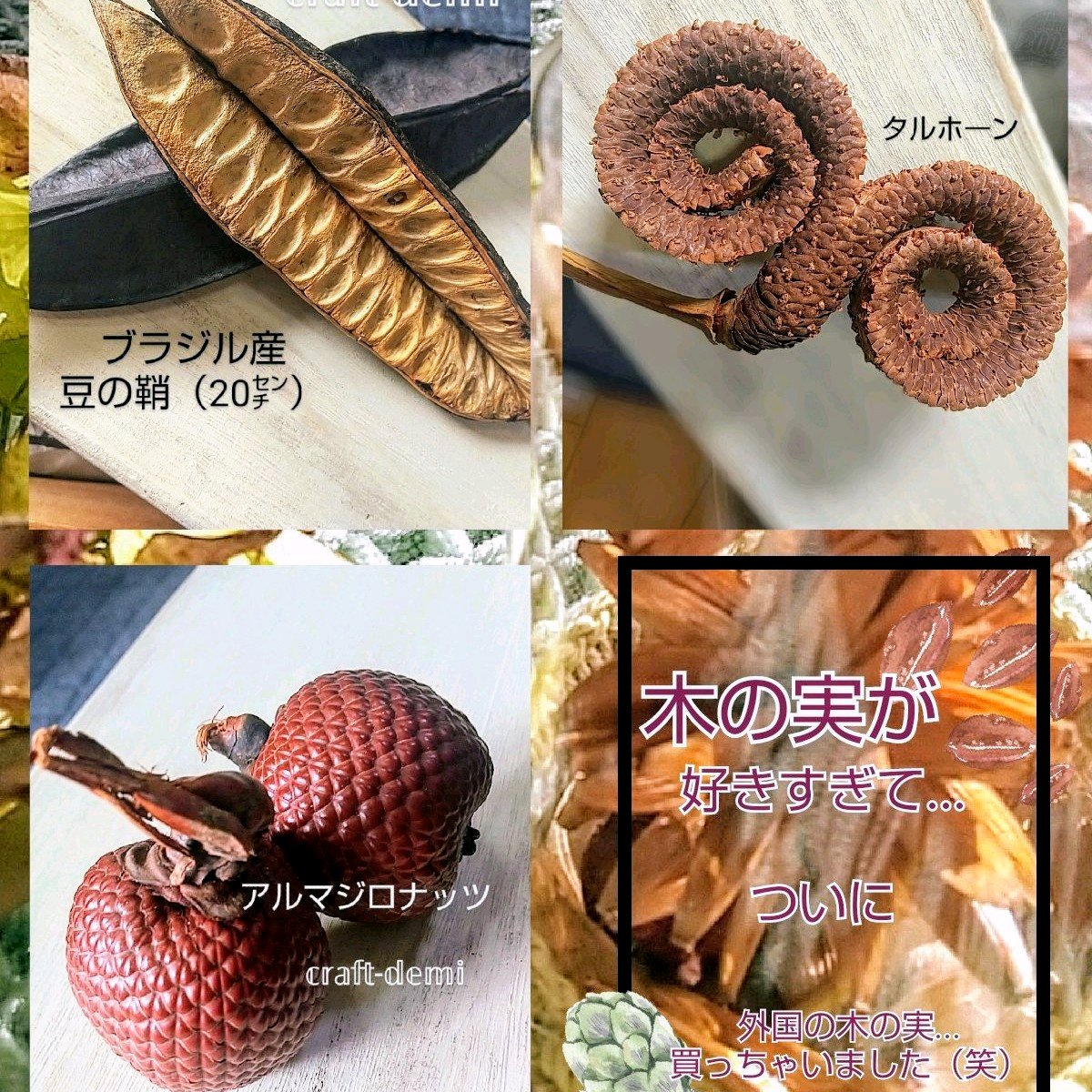 木の実のツリー】【木の実のまとめ】｜🍀GreenSnap（グリーンスナップ）