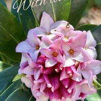 ジンチョウゲ,地植え,いい香り,挿し木から成長,咲いてくれてありがとう❤の画像