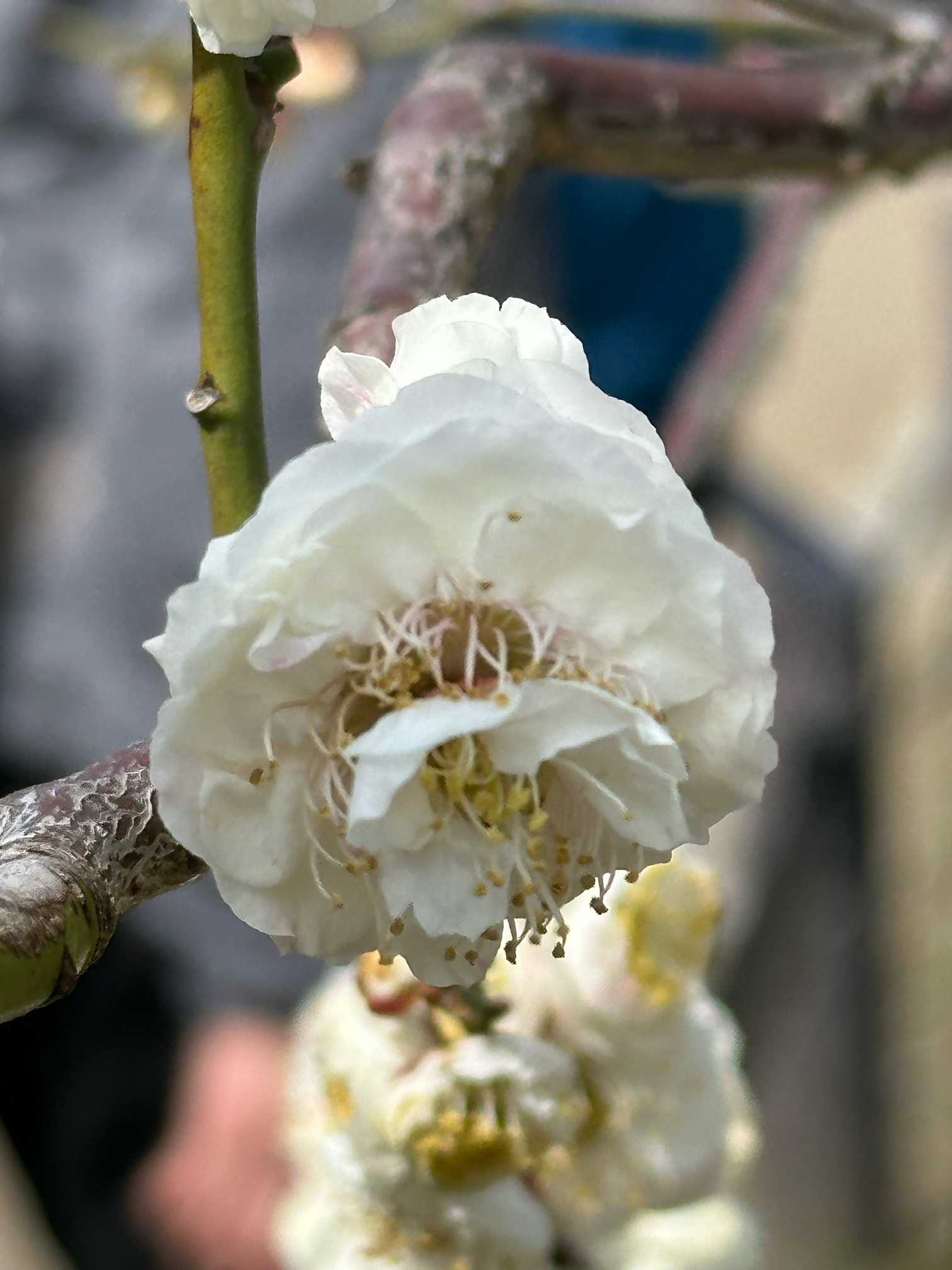 2025年3月大阪城梅林の梅の花が楽しめたが「梅の種類は❓」分類は