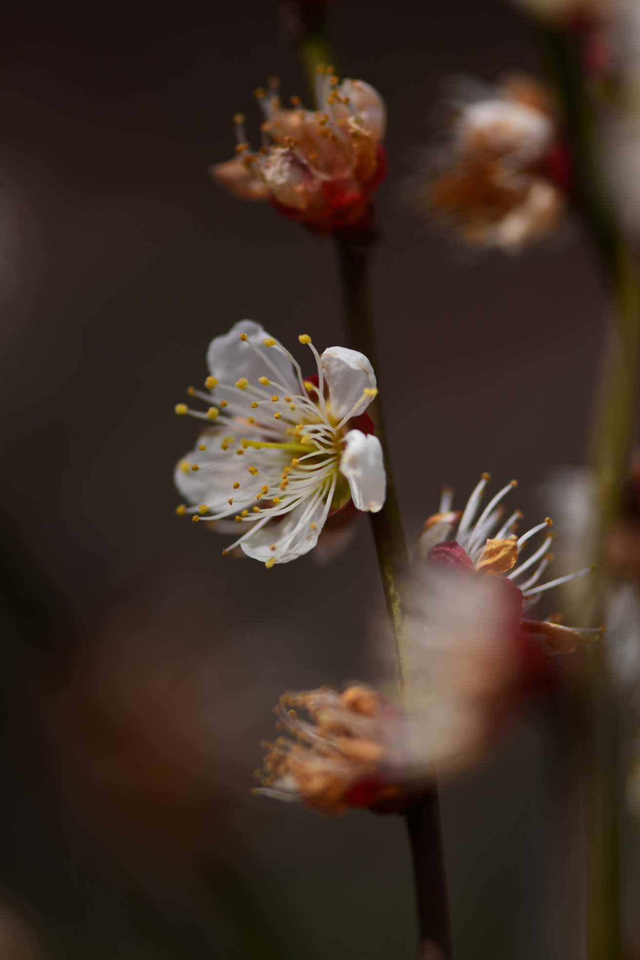 2025年3月大阪城梅林の梅の花が楽しめたが「梅の種類は❓」分類は