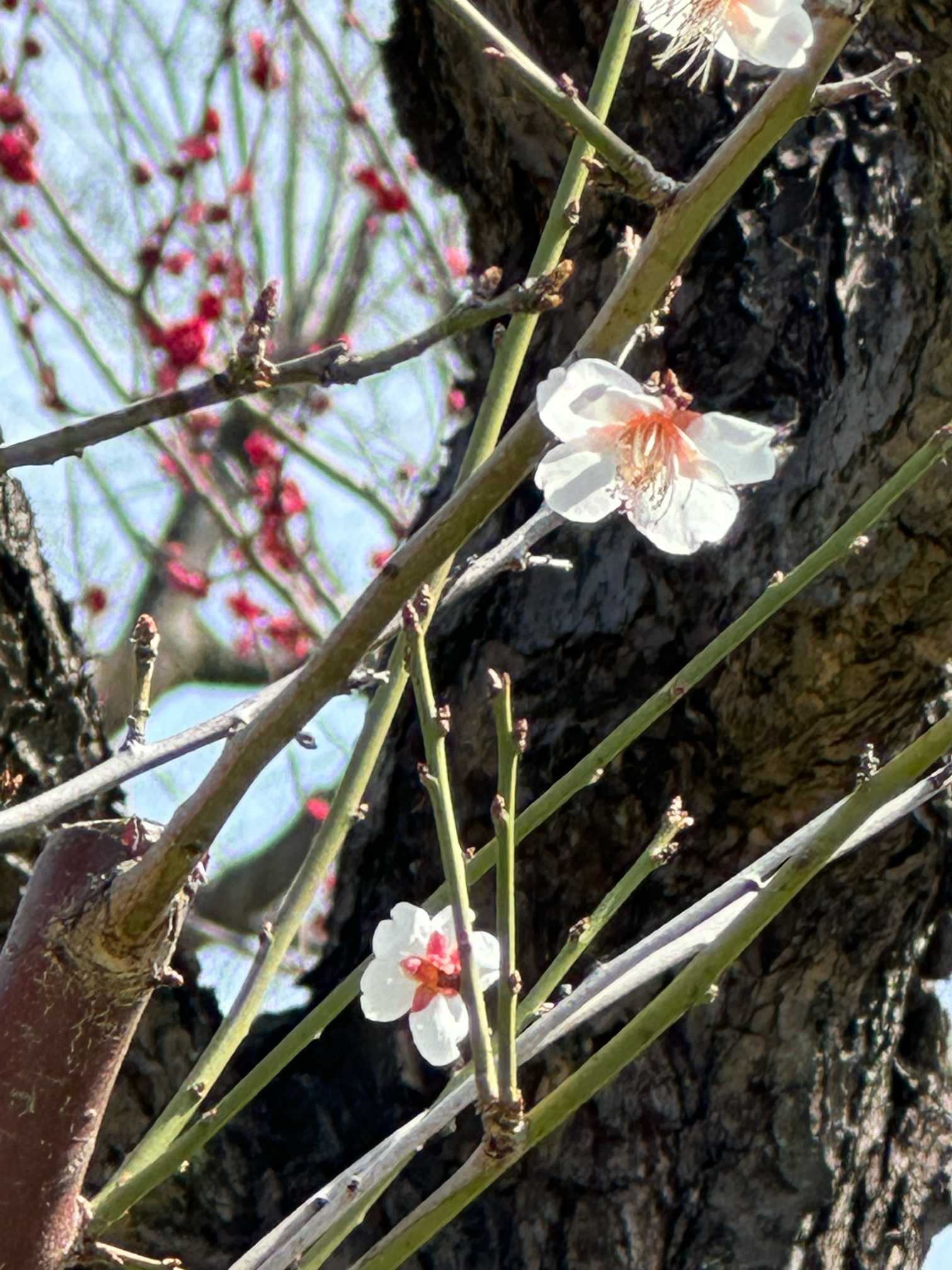 2025年3月大阪城梅林の梅の花が楽しめたが「梅の種類は❓」分類は 