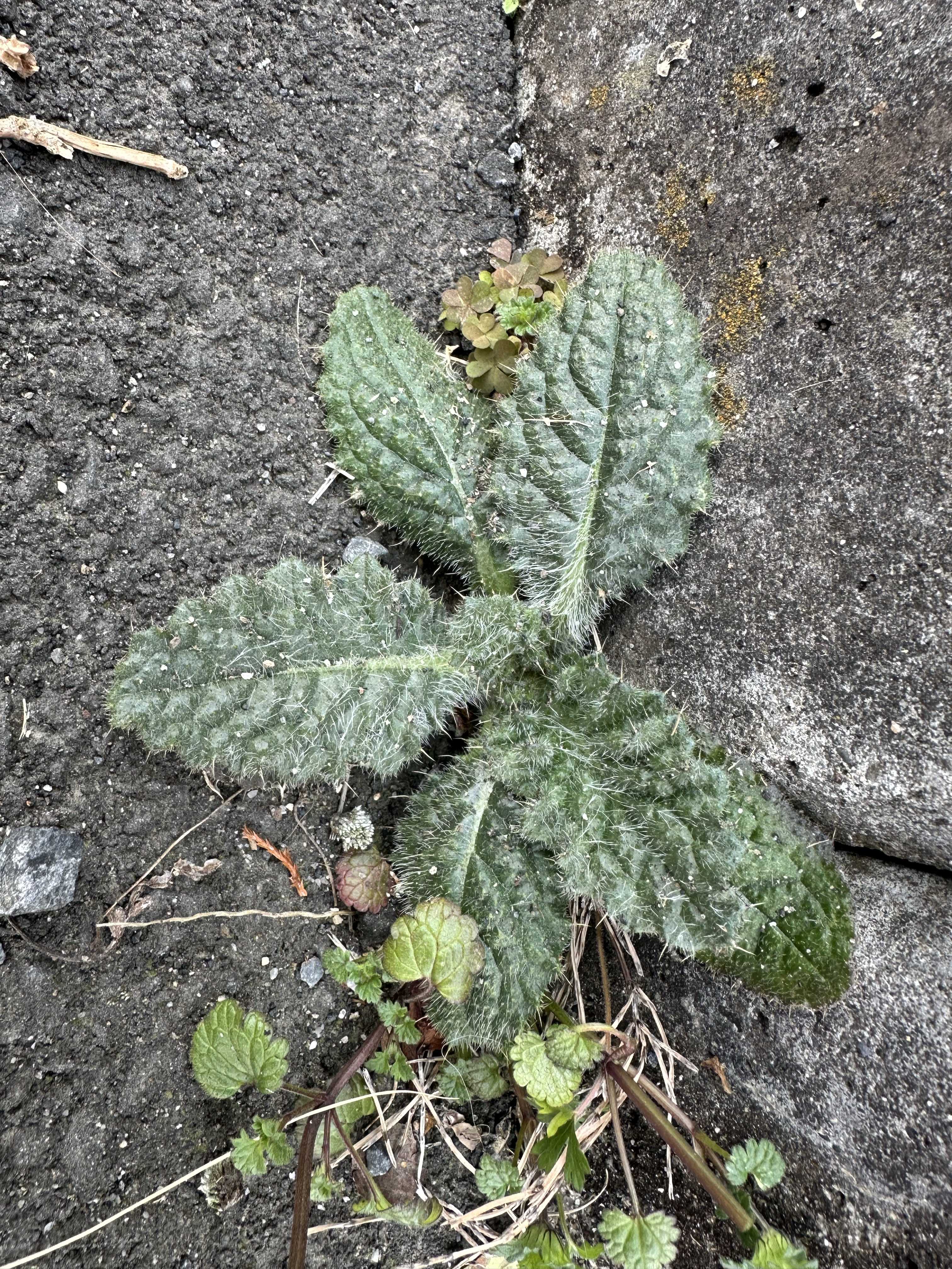 (そす 専用)ロゼット型多肉植物（緑色とクリーム色） 青緑色のロゼット型多肉植物 - メルカリ