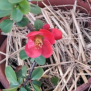 赤い花,挿し木,おうち園芸の画像