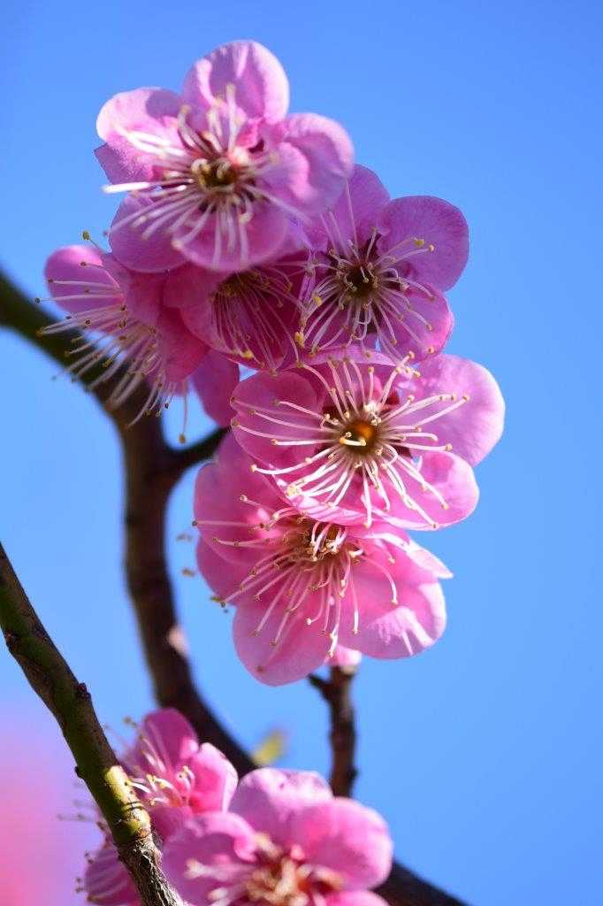 2025年3月大阪城梅林の梅の花が楽しめたが「梅の種類は❓」分類は