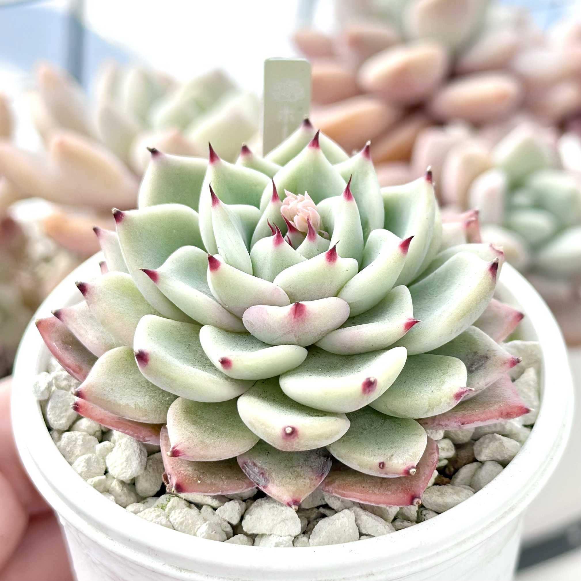 昨日は8の日！beehouse苗の現在 | ブログ版Olive&SucculentGarden