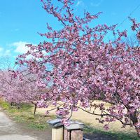 サクラ,ツバキ,ムラサキハナナ,菜の花,さくら サクラ 桜の画像