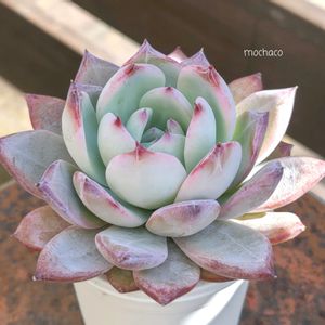 ブラックサバス,多肉植物,多肉大好き,多肉植物の紅葉,多肉植物のある暮らしの画像