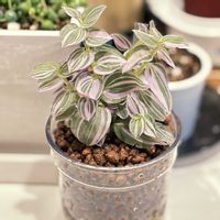 観葉植物,ハイドロカルチャー,トラディスカンチア ,観葉植物初心者,観葉植物のある暮らしの画像