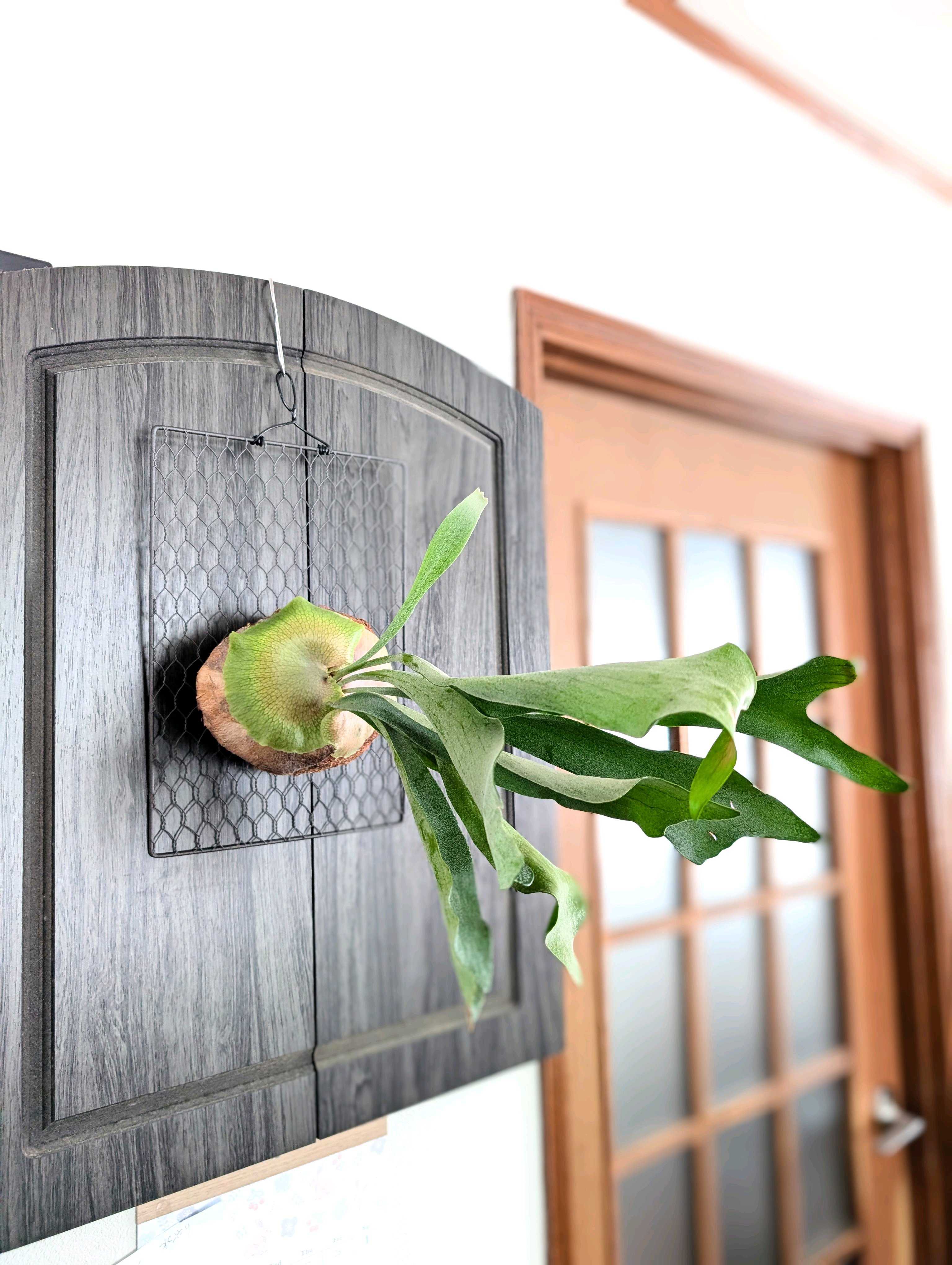 成長点の向き2 ビカクシダの森