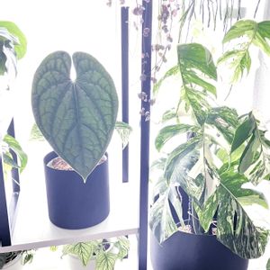 斑入りモンステラ,インテリアグリーン,鉢カバー,観葉植物のある暮らしの画像