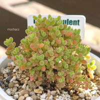 ドロサンテマム グロボーサム,ドロサンテマム グロボーサム,多肉植物,多肉大好き,多肉植物の紅葉の画像