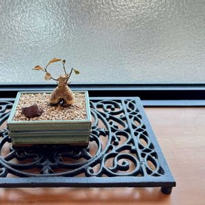 ガジュマル,ガジュマル,観葉植物,塊根植物,小品盆栽の画像