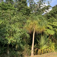 パキラ,ヘゴ,トックリラン,タコノキ,観葉植物の画像