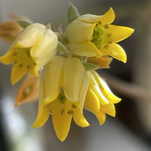 グリーンネックレス,プロリフェラ,春萌,黒爪ザラゴーサ,多肉植物の画像