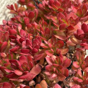 天狗の舞,多肉植物,紅葉する多肉,真っ赤な火曜日,小さな庭の画像
