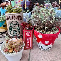 虹の玉,カメレオン,オルビキュラリス,コンジュンクタ,プレビフォリウムの画像