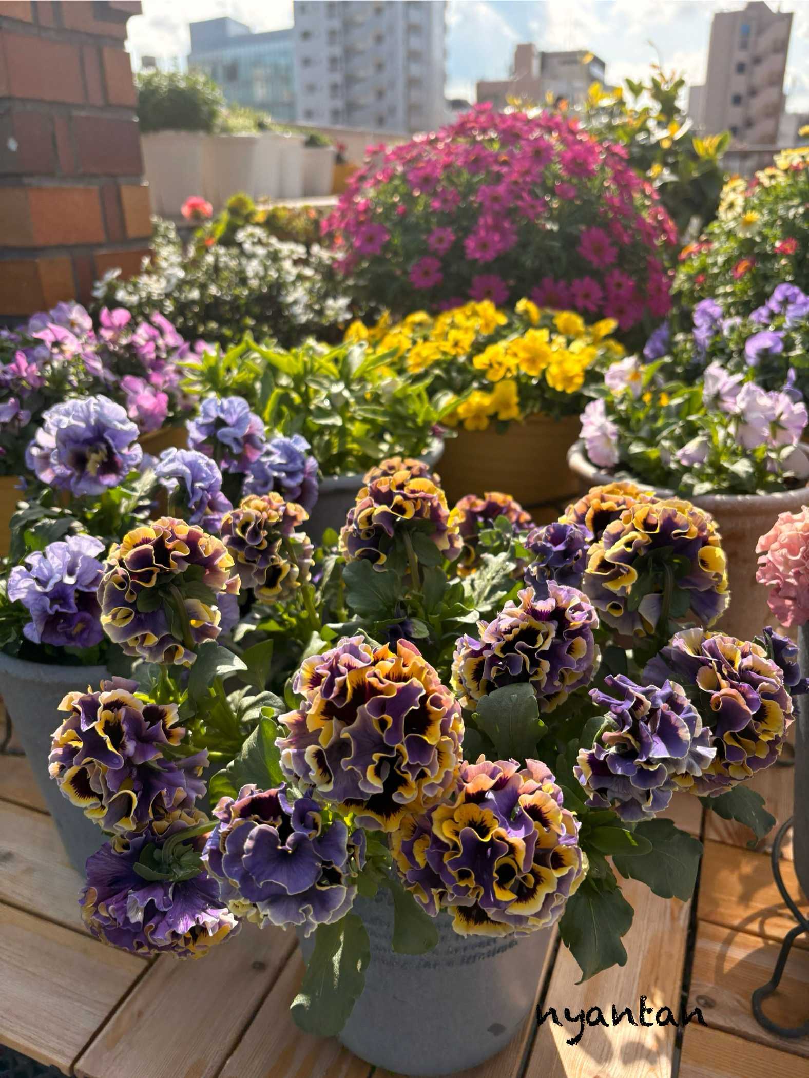 ローブ・ドゥ・アントワネット クレール ドゥ リュンヌの一覧