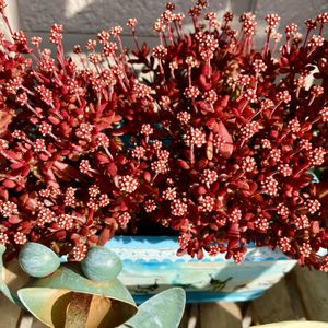 紅稚児(べにちご),多肉植物,紅葉する多肉,ベランダの画像