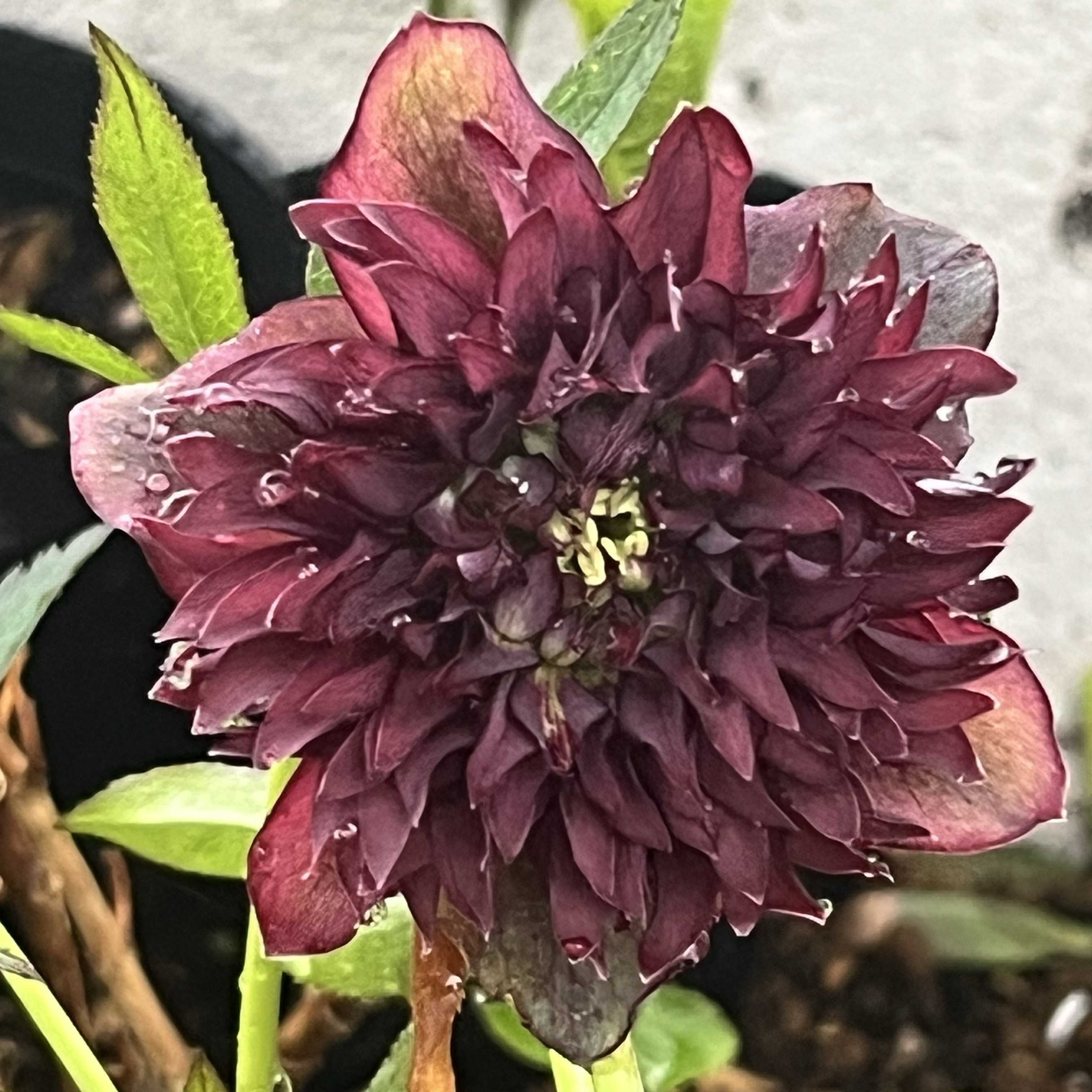 クリスマスローズ クレオパトラの一覧｜🍀GreenSnap（グリーンスナップ）