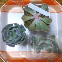 シャビアナ,兵庫タニラー,おうち園芸,その他部屋の画像