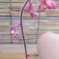 山野草,自家栽培の野菜達,植物と暮らす,庭木・花木,おうち園芸の画像