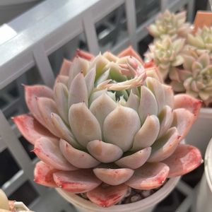 多肉植物,DAISO,紅葉多肉,DAISO多肉植物の画像