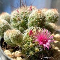 サボテン,姫明鏡,赤花銀手毬,多肉植物,観葉植物の画像