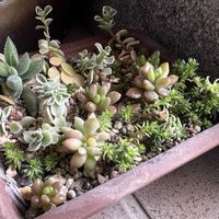 マンネングサ,オーロラ,銀揃,フイリマルバマンネングサ,多肉植物の画像